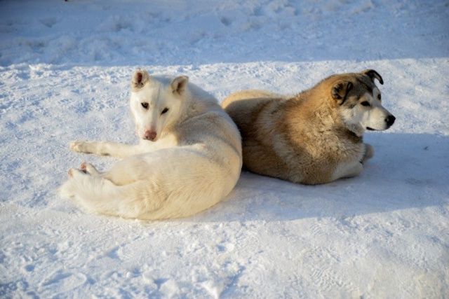 В Якутии по факту обнаружения изувеченных трупов собак возбуждены уголовные дела