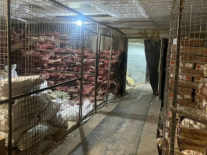 Воровали оленину, омуль, нельму на миллионы рублей