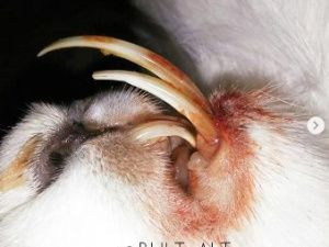 В Якутии был добыт ужасающий заяц-мутант