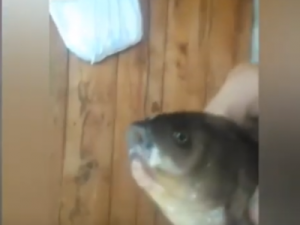 В якутском селе выловили уродливого карася