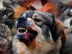 Мартовское безумие: Собачий вопрос расколол город на два лагеря