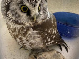 Пернатый найденыш