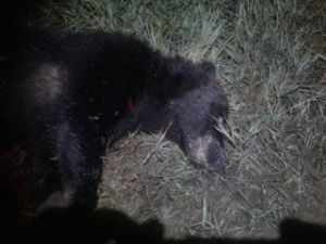 В Якутии добыт медведь, разгромивший столовую полеводческой бригады