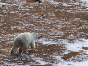 На хозяев Арктики посмотрели сверху