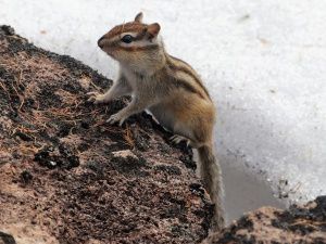 Фоторепортаж: якутские бурундуки пережили суровую зиму