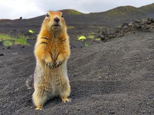 На ярмарке в Якутске продавали мясо американского суслика