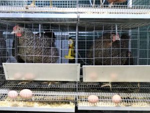 В Якутии открыли первые универсальные семейные фермы в скороспелых отраслях