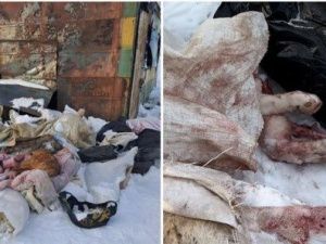 «Люди, что вы с нами сделали?!»