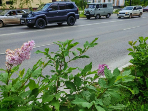 Фотофакт. На проспекте Ленина в Якутске впервые зацвела сирень! 