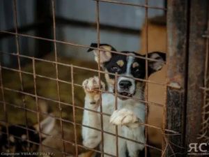 В Нюрбинском районе Якутии ликвидировали пять очагов по бруцеллезу собак
