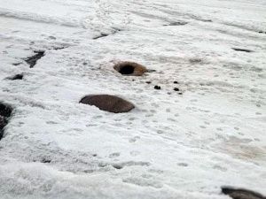 Мэрия Якутска:  Трупы девяти лошадей, вмерзших в лёд на озере в районе СОТ «Птицевод» будут убраны