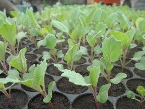 В агрошколе  Чурапчинского улуса посадят 3 га капусты