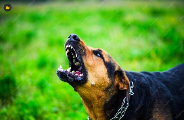 Администрация Олекминска выплатила 500 тысяч рублей компенсации за укушенного безнадзорной собакой ребенка