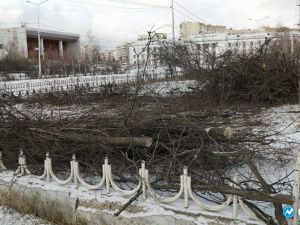 Фото дня. В Якутске на проспекте Ленина вырубили деревья