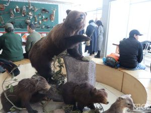 В Якутске открылась выставка трофеев «Охота и охотничьи традиции»