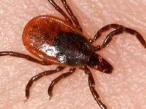 В Якутии зарегистрировано три случая укусов энцефалитных клещей