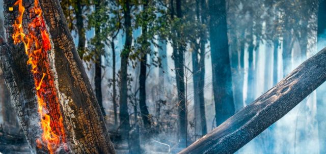 Неисправный мотоцикл стал причиной пожара в лесу: Местный житель возместит 600 тысяч за нарушение правил пожарной безопасности