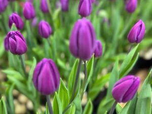 К 8 Марта: семья из Бердигестяха вырастила 5000 тюльпанов редких сортов в суровом климате Якутии