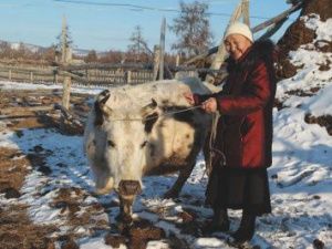 Как стабилизировать ситуацию в якутском скотоводстве
