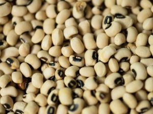 В Якутии пресечена реализация девяти партий фасоли, зараженной опасными вредителями