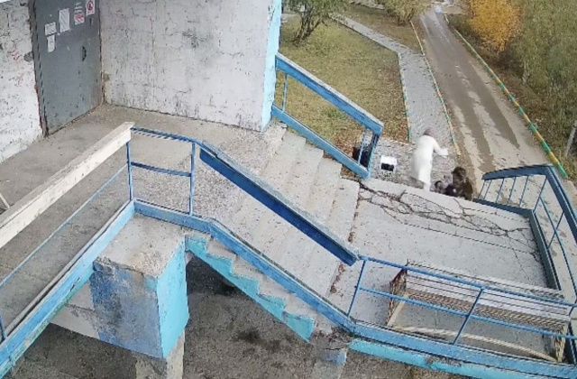 Убийство в Белой Горе, мошенничество на 200 тысяч рублей и нападение собаки на ребенка: сводка за сутки в Якутии