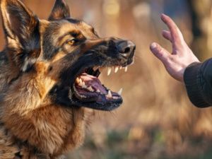 В Якутии стая бродячих собак жестоко искусала пенсионера