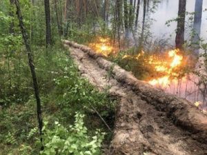 Лесной пожар оперативно локализован на территории города Якутска