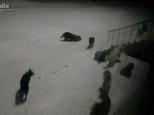 В Депутатском обострилась проблема бродячих собак