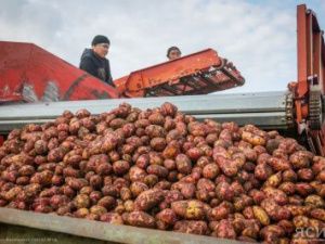 По итогам первого квартала в Якутии вырос объем производства сельхозпродукции