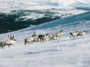 12 оленей погибли от удара молнии в Якутии