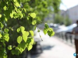 Росгидромет: жителей Якутии ждет теплый май