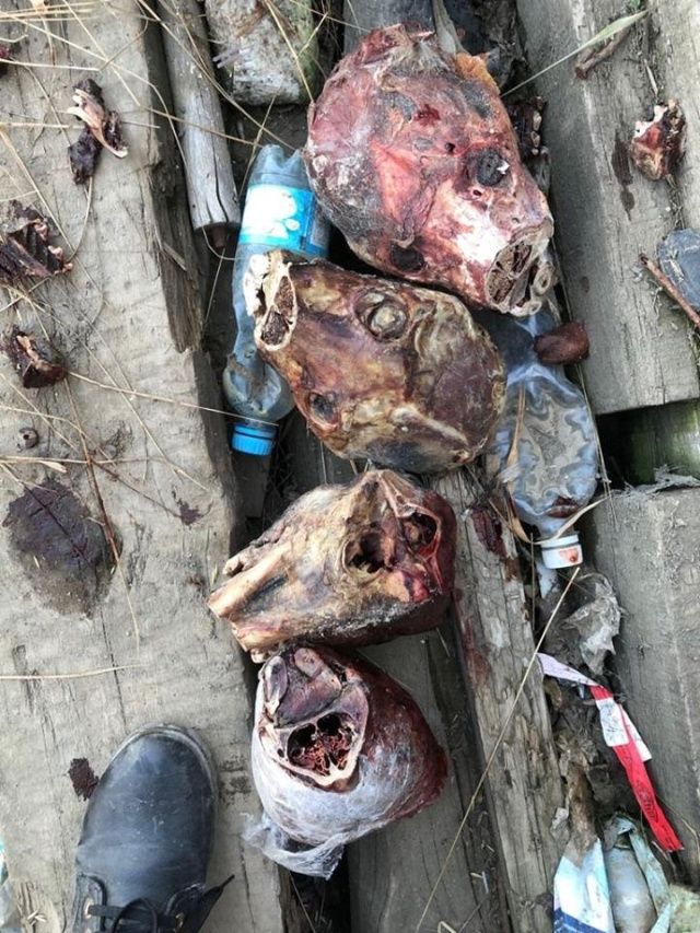 «Голов нет, но есть куча костей и перьев», — зоозащитница съездила в заброшенный гараж, где обнаружили останки собак