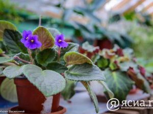 Джунгли в Якутии:  Северный ботанический сад собрал богатую коллекцию тропических растений