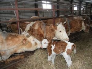 В Якутии насчитывается более 190 тысячи голов крупного рогатого скота и свыше 181 тысячи лошадей