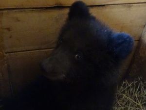 Бурый медвежонок Умка поселился в зоопарке «Орто Дойду»