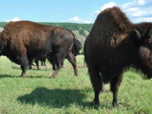 Канада планирует в 2020 году передать Якутии бизонов