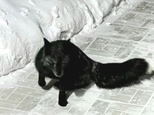 В Якутске второй месяц не могут поймать чернобурых лисиц, сбежавших из дома