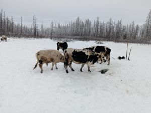 Пенсионер из Верхнеколымского района построил купольный дом на Крайнем Севере