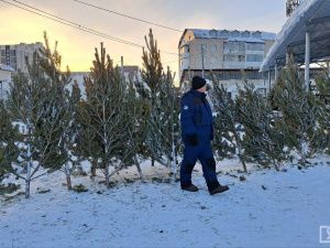 В Якутске стартовала продажа натуральных ёлок