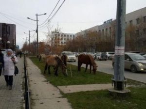 В Якутске планируют организовать специальное место для безнадзорных лошадей