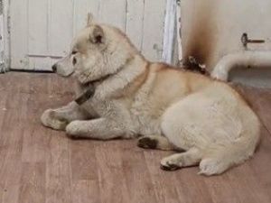 Мужчина, избивший собаку до смерти, предстанет перед судом