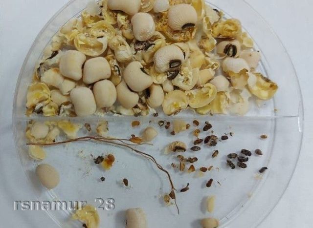 В Якутию из Новосибирской области завезли партию белой фасоли, зараженной жуками