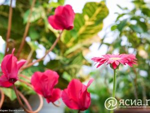 Джунгли в Якутии:  Северный ботанический сад собрал богатую коллекцию тропических растений