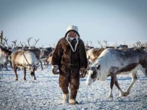 В Якутии в 2022 году на 237 млн рублей увеличена поддержка отрасли оленеводства