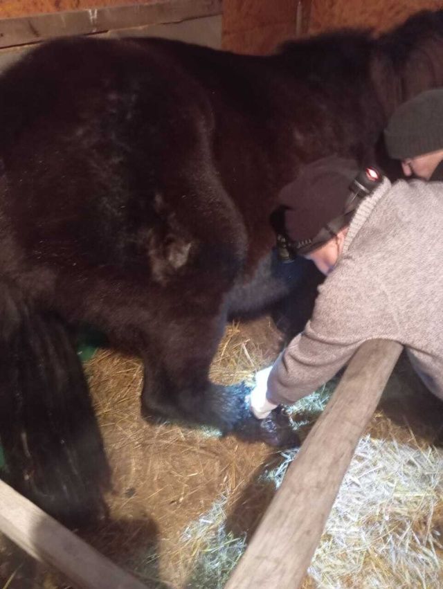 В Нюрбинском улусе ветеринар спас лошадь, которая поранилась об острый край профлиста