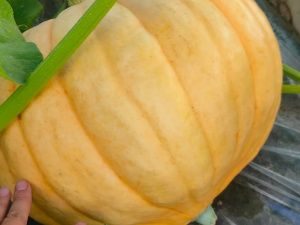 Сочные и хрустящие: жительница Якутска выращивает арбузы на своем участке