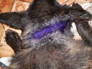 Нюрбинские ветеринары помогли собаке, которой стреляли в голову