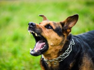 Собака напала на ребенка: Администрация Удачного выплатит компенсацию в размере 150 тысяч рублей