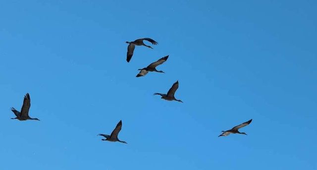 На Нижнюю Колыму прилетели журавли