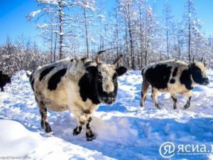 В Якутии растет поголовье крупного рогатого скота и лошадей